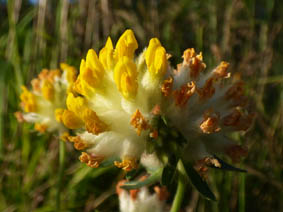 Anthriscus sylvestris